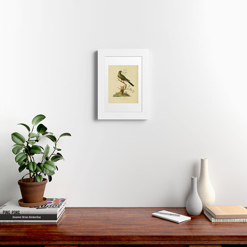 "The Fabian Parrot, female" by Sarah Stone, 1790 Framed Art Print