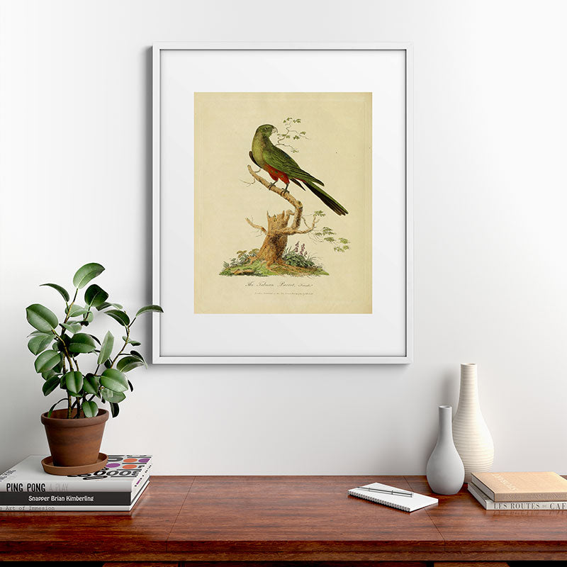 "The Fabian Parrot, female" by Sarah Stone, 1790 Framed Art Print