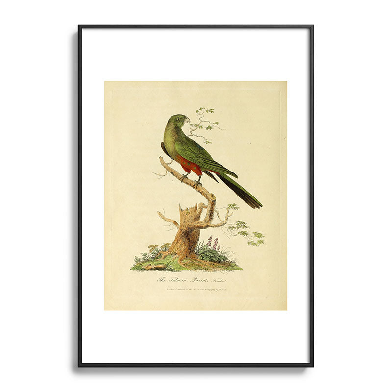"The Fabian Parrot, female" by Sarah Stone, 1790 Framed Art Print