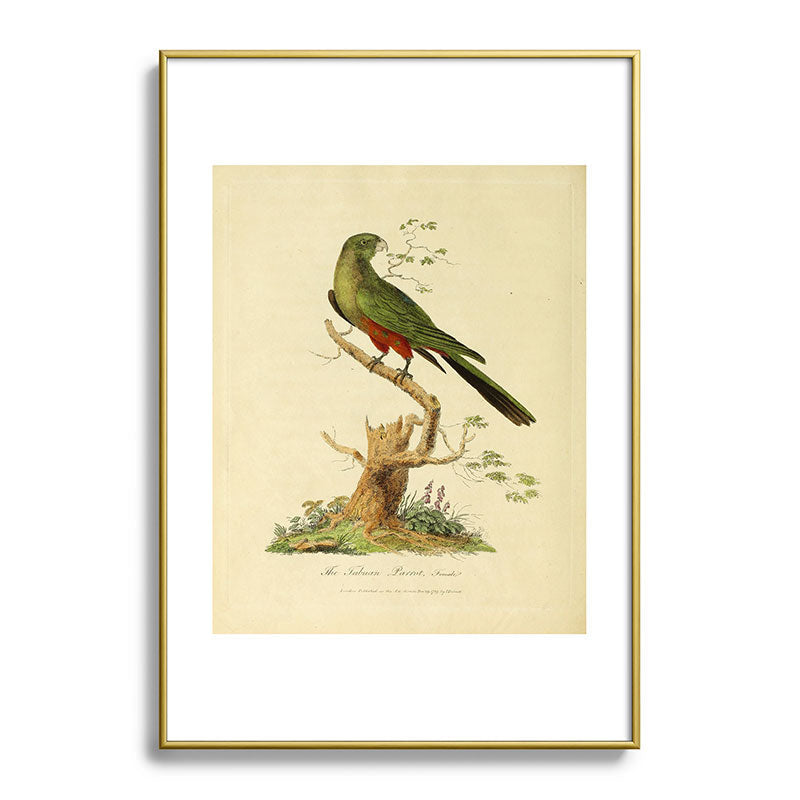 "The Fabian Parrot, female" by Sarah Stone, 1790 Framed Art Print