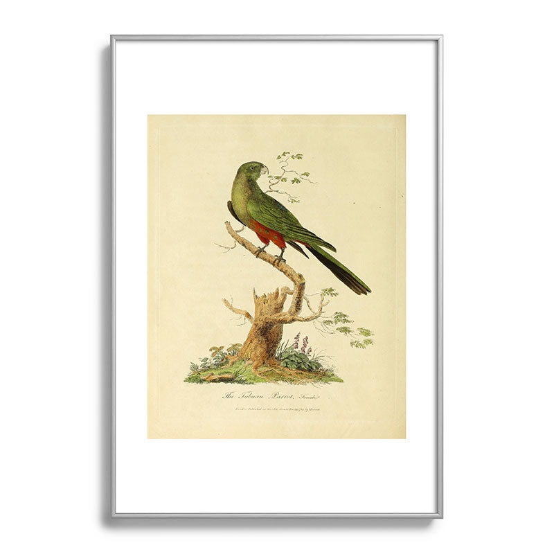 "The Fabian Parrot, female" by Sarah Stone, 1790 Framed Art Print