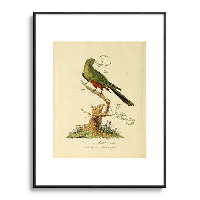 "The Fabian Parrot, female" by Sarah Stone, 1790 Framed Art Print