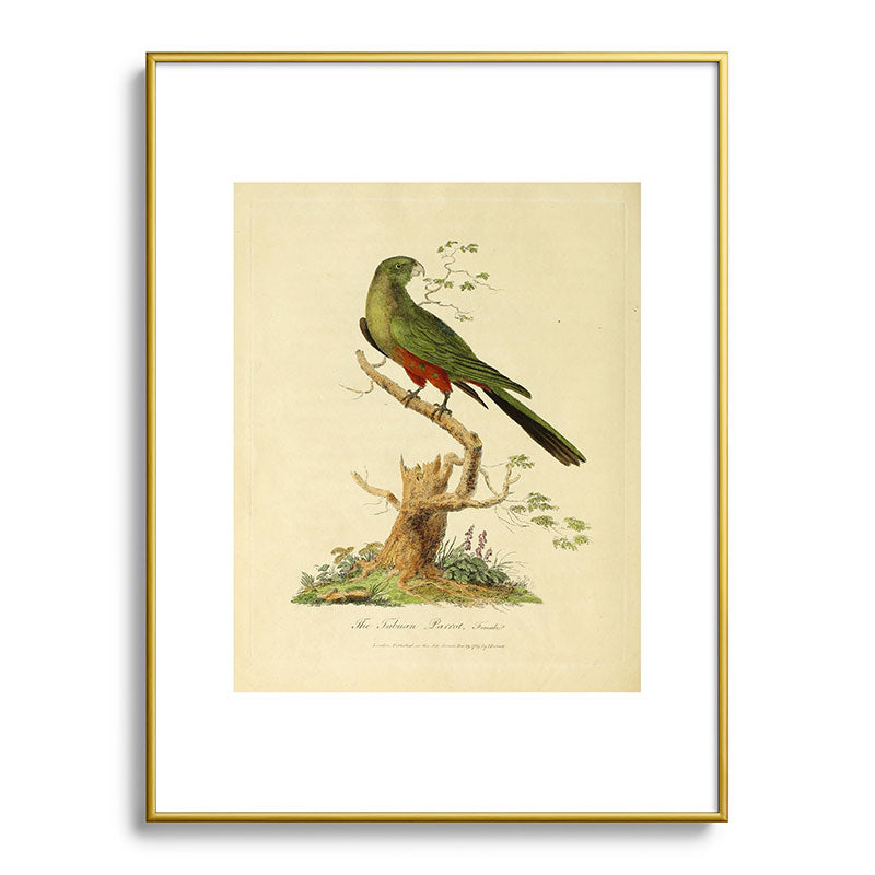 "The Fabian Parrot, female" by Sarah Stone, 1790 Framed Art Print