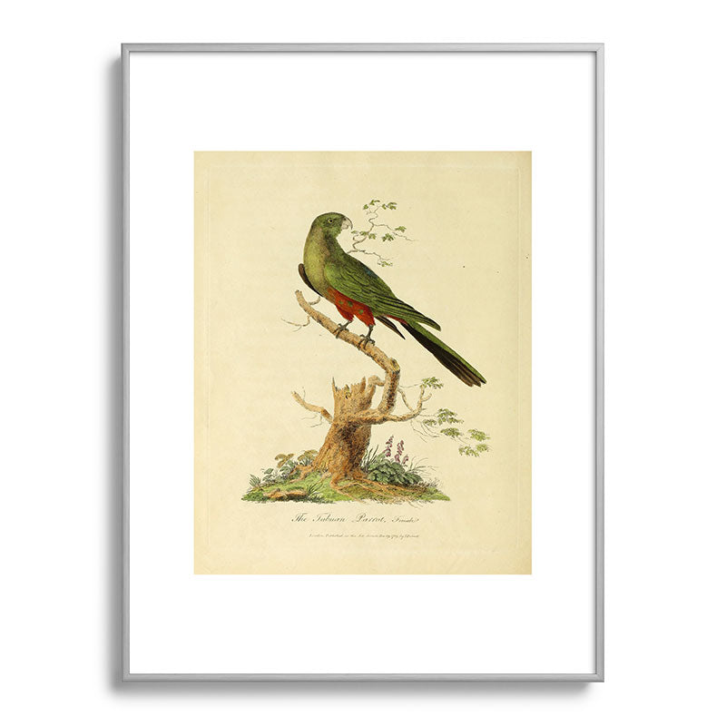 "The Fabian Parrot, female" by Sarah Stone, 1790 Framed Art Print
