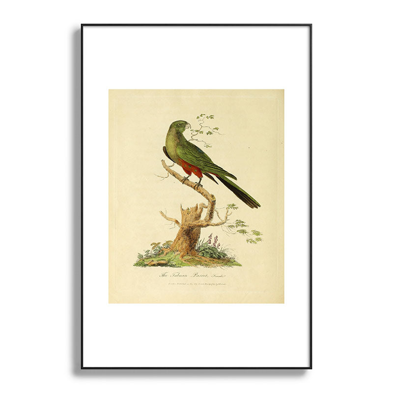 "The Fabian Parrot, female" by Sarah Stone, 1790 Framed Art Print
