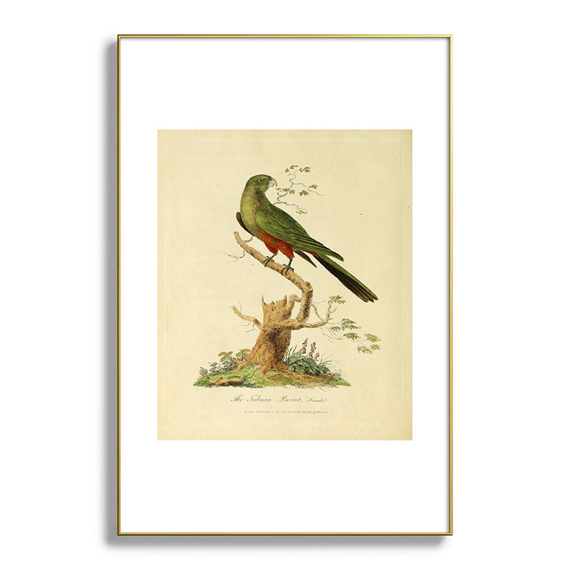 "The Fabian Parrot, female" by Sarah Stone, 1790 Framed Art Print