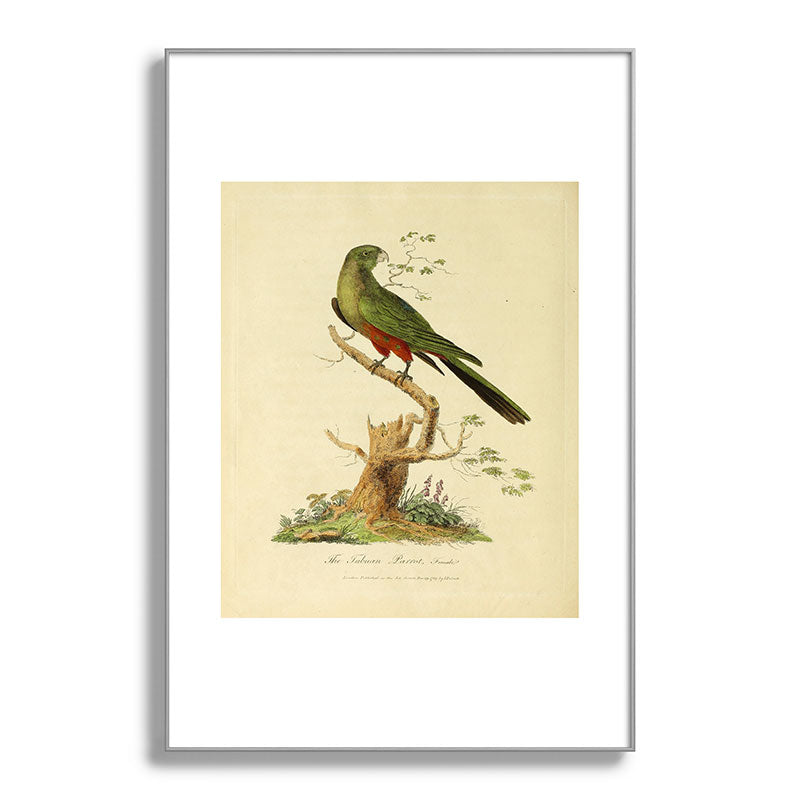 "The Fabian Parrot, female" by Sarah Stone, 1790 Framed Art Print