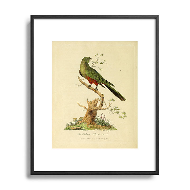 "The Fabian Parrot, female" by Sarah Stone, 1790 Framed Art Print