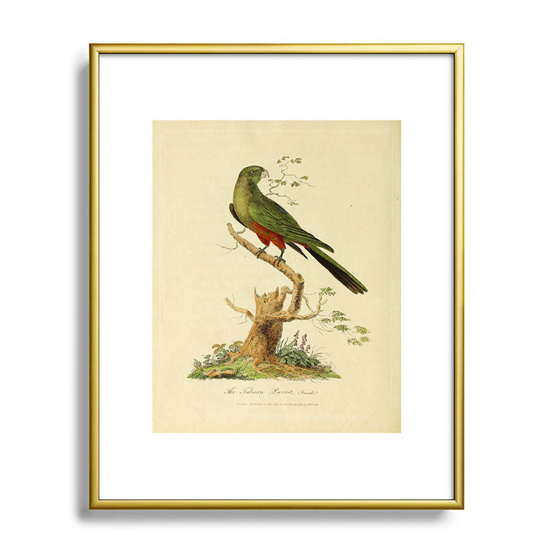 "The Fabian Parrot, female" by Sarah Stone, 1790 Framed Art Print