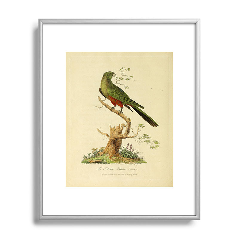 "The Fabian Parrot, female" by Sarah Stone, 1790 Framed Art Print