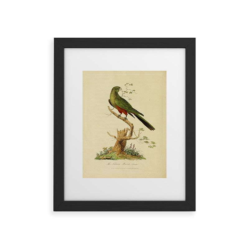 "The Fabian Parrot, female" by Sarah Stone, 1790 Framed Art Print