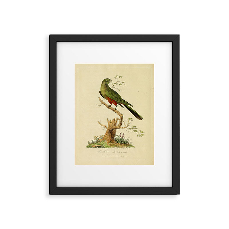 "The Fabian Parrot, female" by Sarah Stone, 1790 Framed Art Print