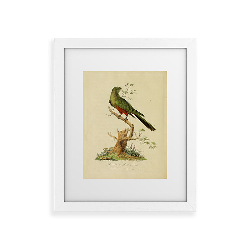 "The Fabian Parrot, female" by Sarah Stone, 1790 Framed Art Print