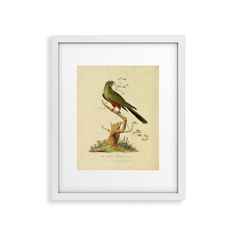 "The Fabian Parrot, female" by Sarah Stone, 1790 Framed Art Print