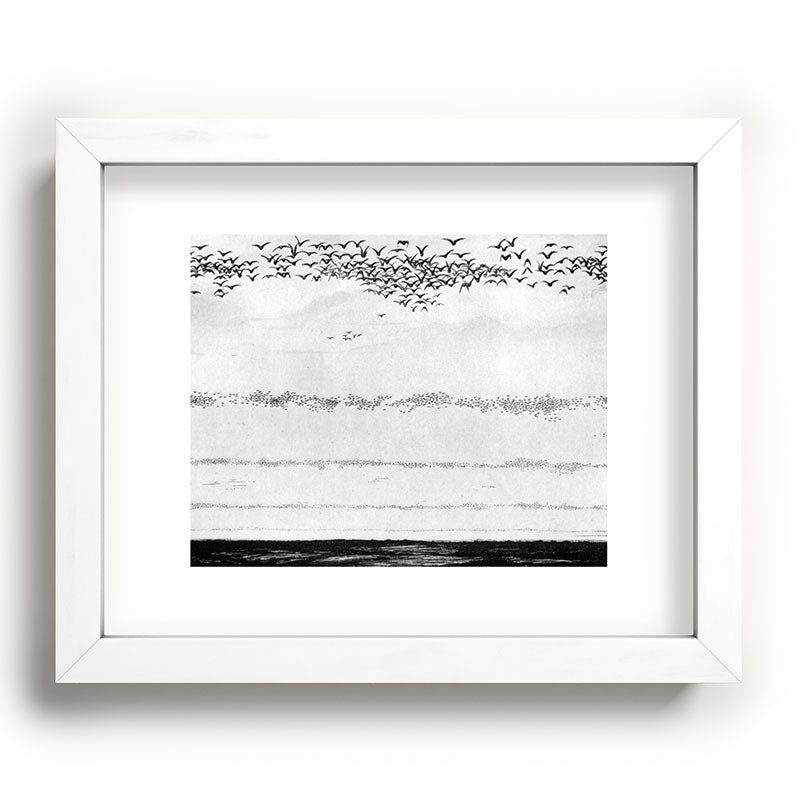 "The Later Flights of the Passenger Pigeon" by Frank Bond, 1920 (benefitting The Nature Conservancy) Framed Art Print