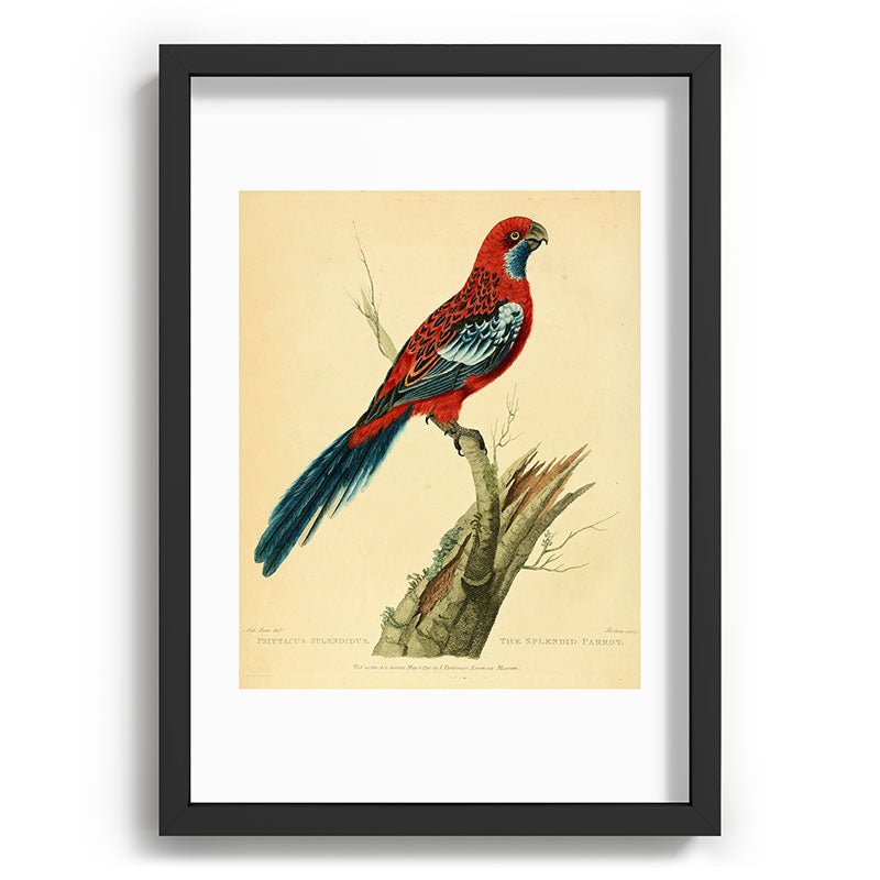 "The Splendid Parrot" by Sarah Stone, 1790s Framed Art Print