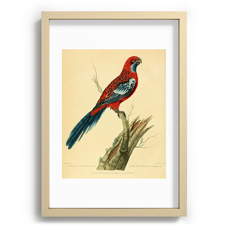 "The Splendid Parrot" by Sarah Stone, 1790s Framed Art Print