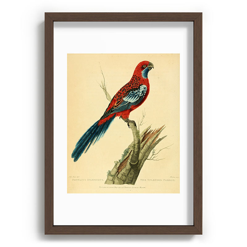 "The Splendid Parrot" by Sarah Stone, 1790s Framed Art Print