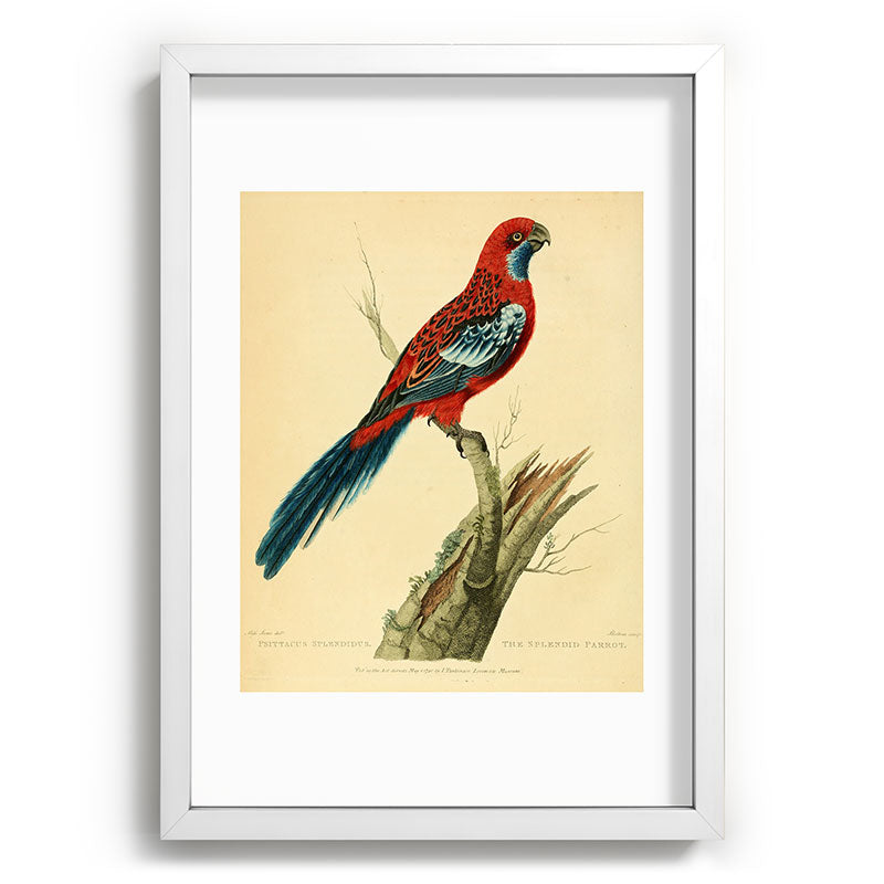 "The Splendid Parrot" by Sarah Stone, 1790s Framed Art Print