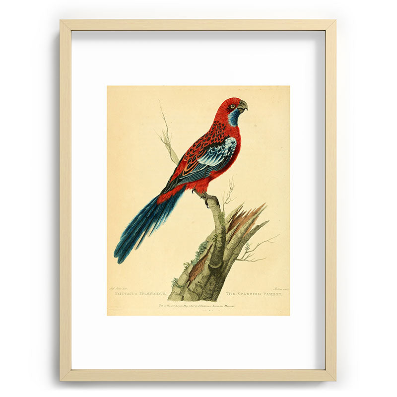 "The Splendid Parrot" by Sarah Stone, 1790s Framed Art Print