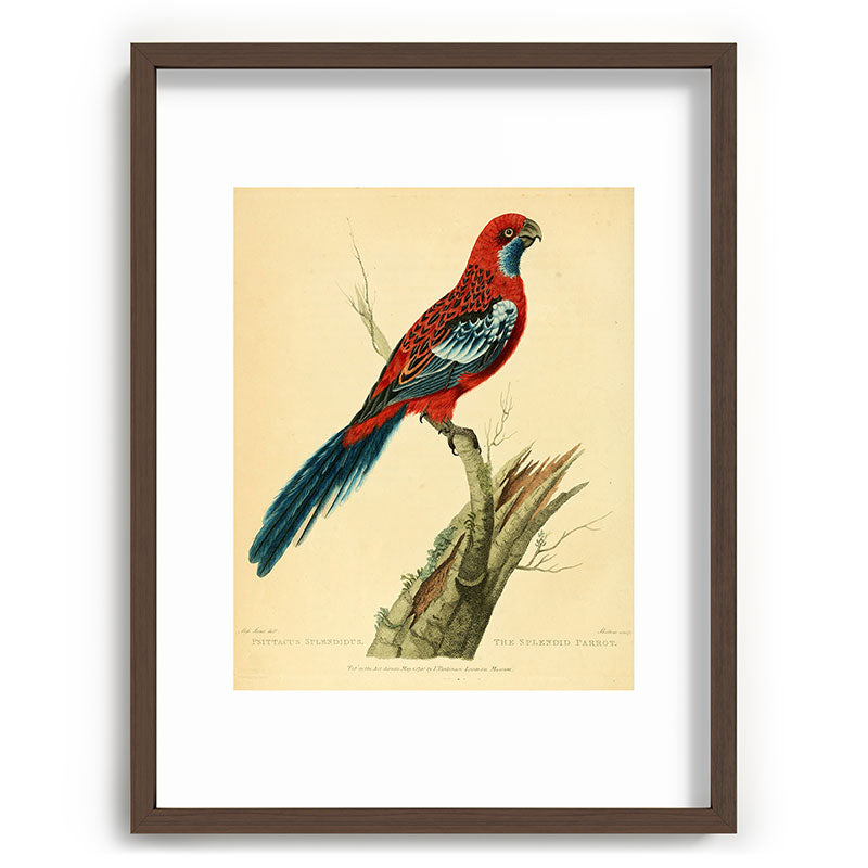 "The Splendid Parrot" by Sarah Stone, 1790s Framed Art Print