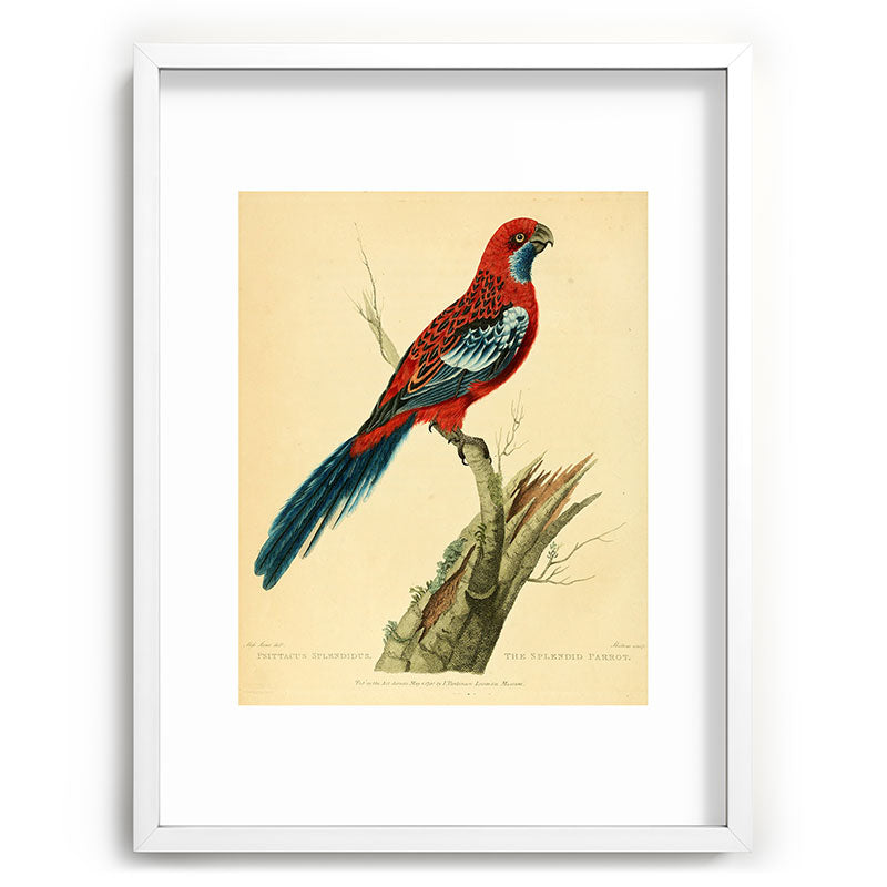 "The Splendid Parrot" by Sarah Stone, 1790s Framed Art Print