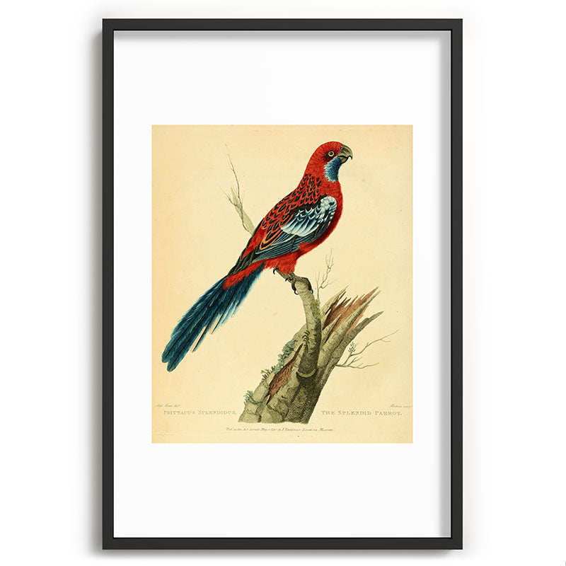 "The Splendid Parrot" by Sarah Stone, 1790s Framed Art Print