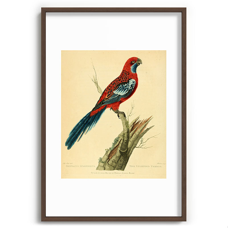"The Splendid Parrot" by Sarah Stone, 1790s Framed Art Print