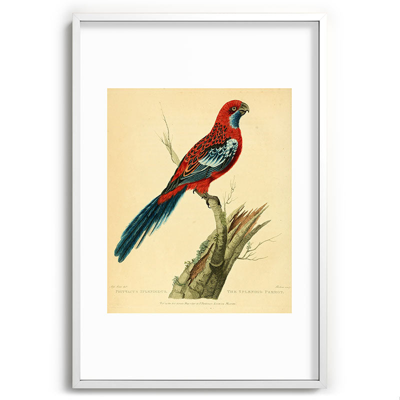"The Splendid Parrot" by Sarah Stone, 1790s Framed Art Print