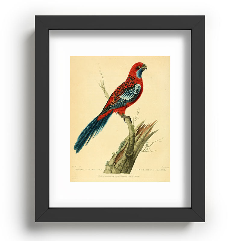 "The Splendid Parrot" by Sarah Stone, 1790s Framed Art Print