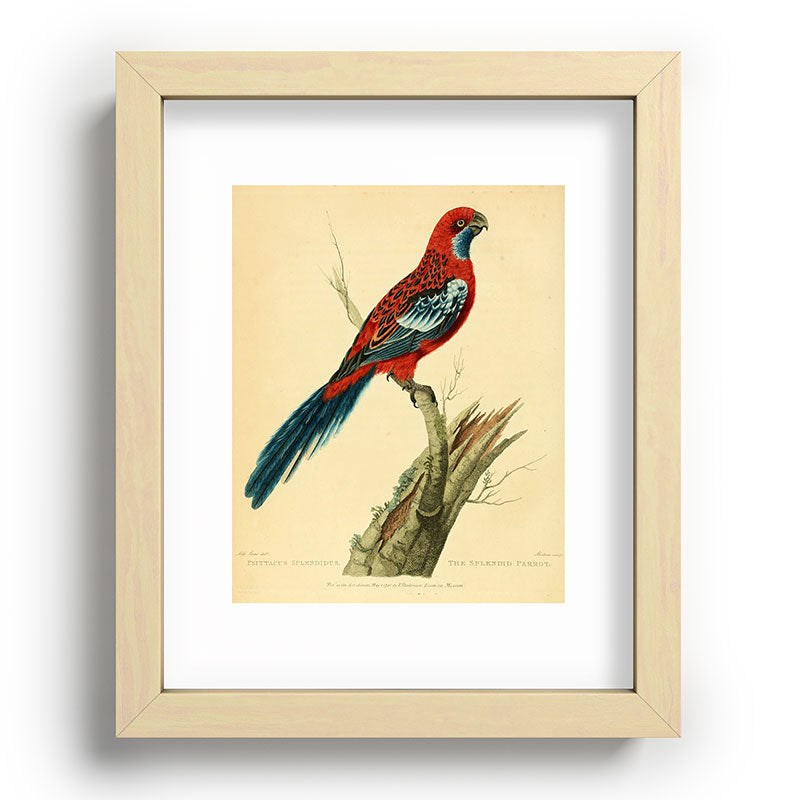 "The Splendid Parrot" by Sarah Stone, 1790s Framed Art Print
