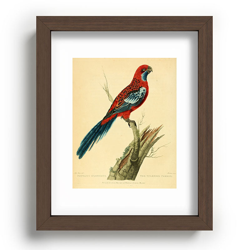 "The Splendid Parrot" by Sarah Stone, 1790s Framed Art Print