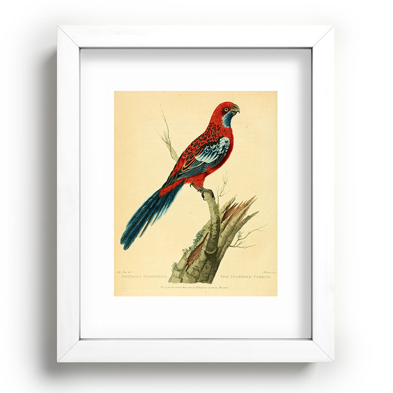 "The Splendid Parrot" by Sarah Stone, 1790s Framed Art Print