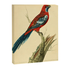 "The Splendid Parrot" by Sarah Stone, 1790s Canvas Print