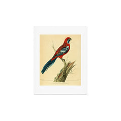 "The Splendid Parrot" by Sarah Stone, 1790s Art Print