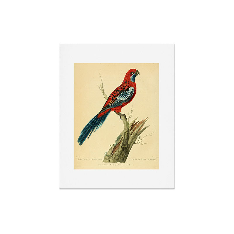 "The Splendid Parrot" by Sarah Stone, 1790s Art Print