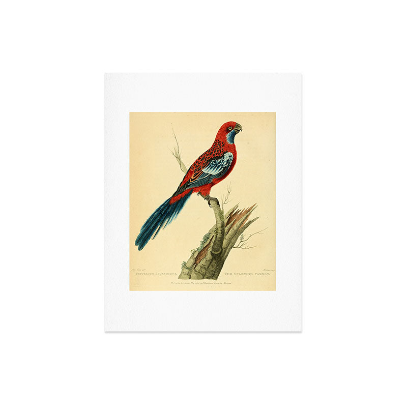 "The Splendid Parrot" by Sarah Stone, 1790s Art Print