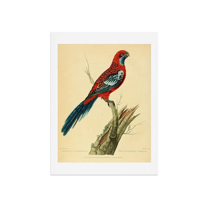 "The Splendid Parrot" by Sarah Stone, 1790s Art Print