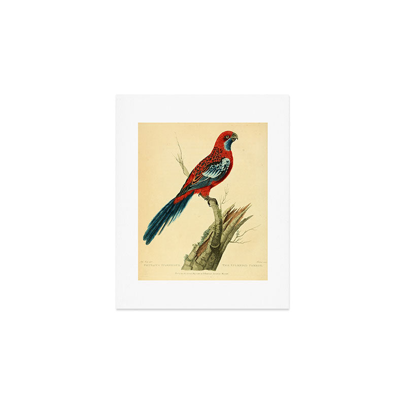 "The Splendid Parrot" by Sarah Stone, 1790s Art Print