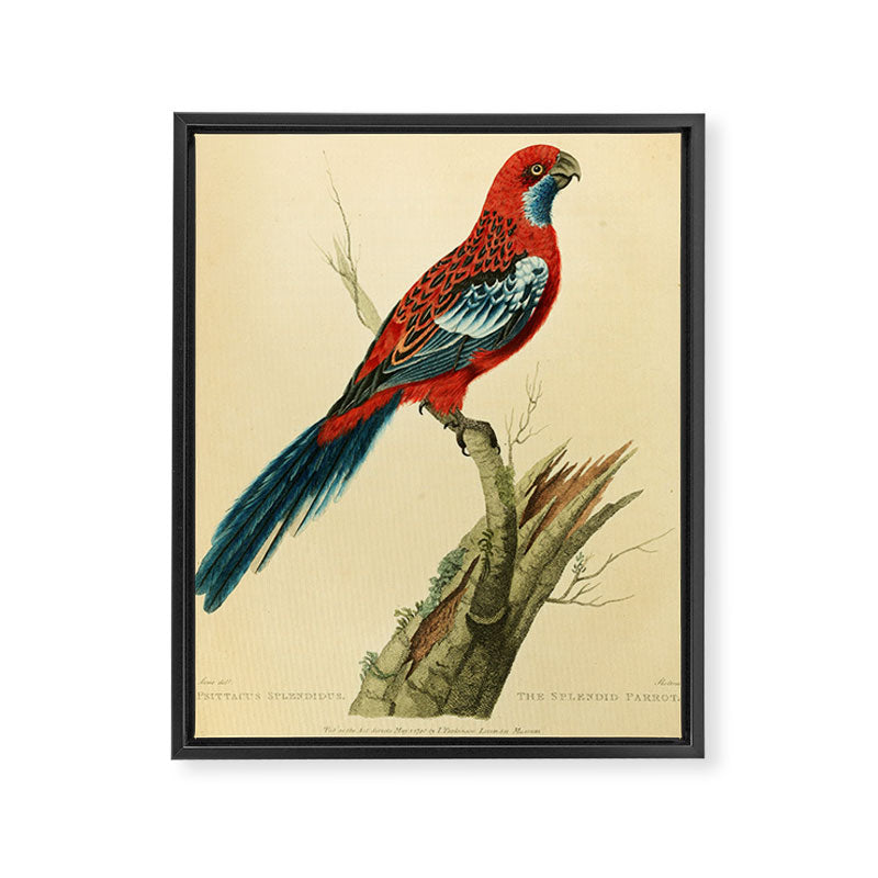 "The Splendid Parrot" by Sarah Stone, 1790s Framed Canvas Print
