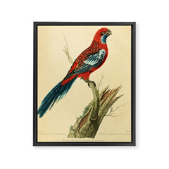 "The Splendid Parrot" by Sarah Stone, 1790s Framed Canvas Print