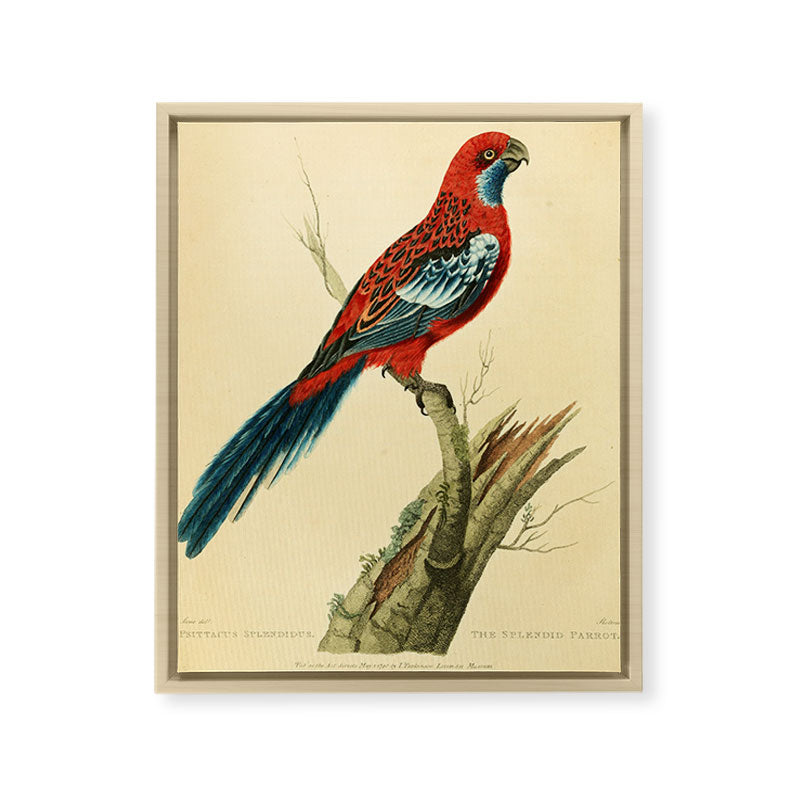 "The Splendid Parrot" by Sarah Stone, 1790s Framed Canvas Print
