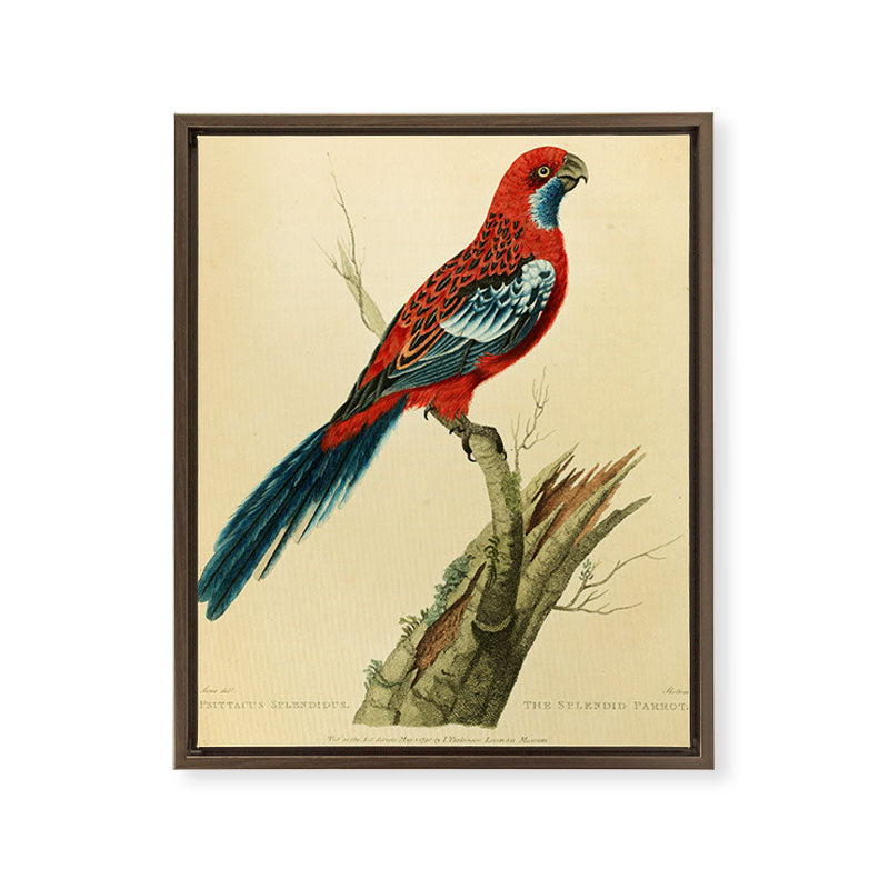 "The Splendid Parrot" by Sarah Stone, 1790s Framed Canvas Print