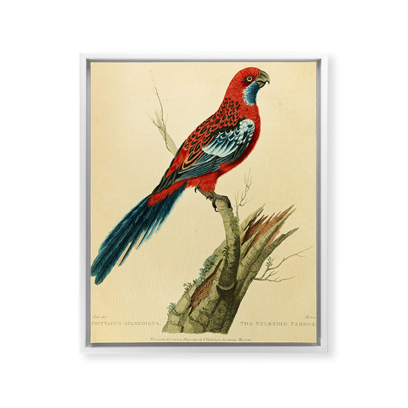 "The Splendid Parrot" by Sarah Stone, 1790s Framed Canvas Print