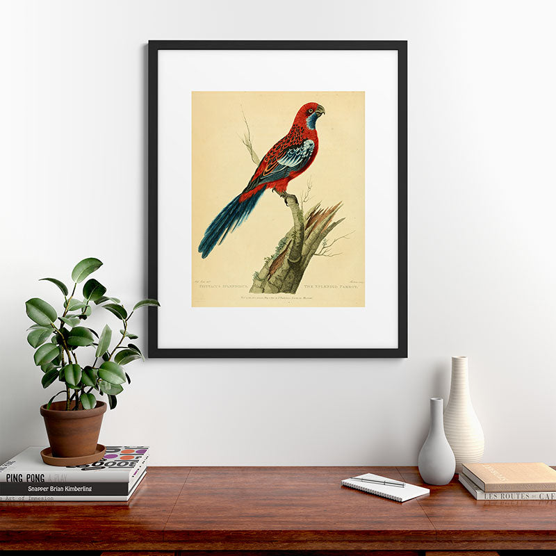 "The Splendid Parrot" by Sarah Stone, 1790s Framed Art Print
