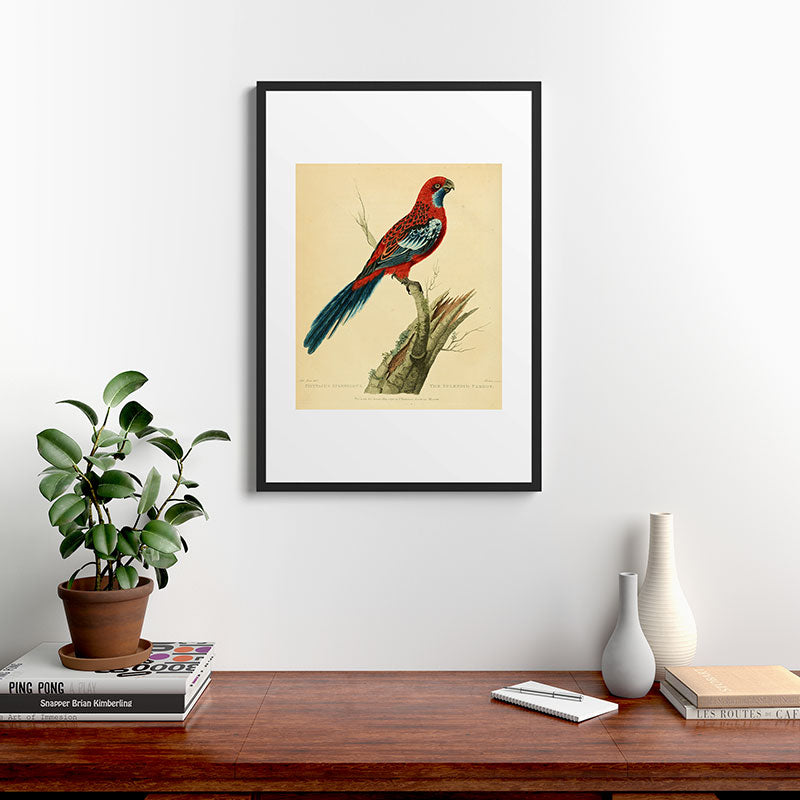 "The Splendid Parrot" by Sarah Stone, 1790s Framed Art Print