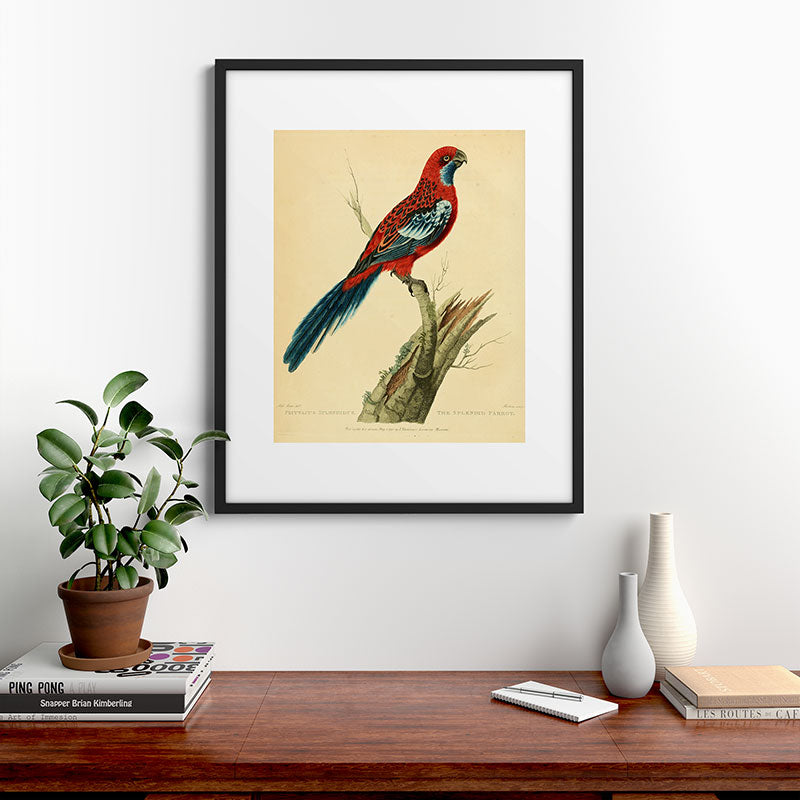"The Splendid Parrot" by Sarah Stone, 1790s Framed Art Print