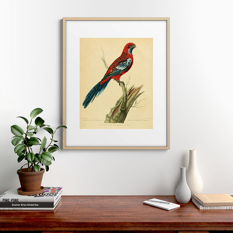 "The Splendid Parrot" by Sarah Stone, 1790s Framed Art Print