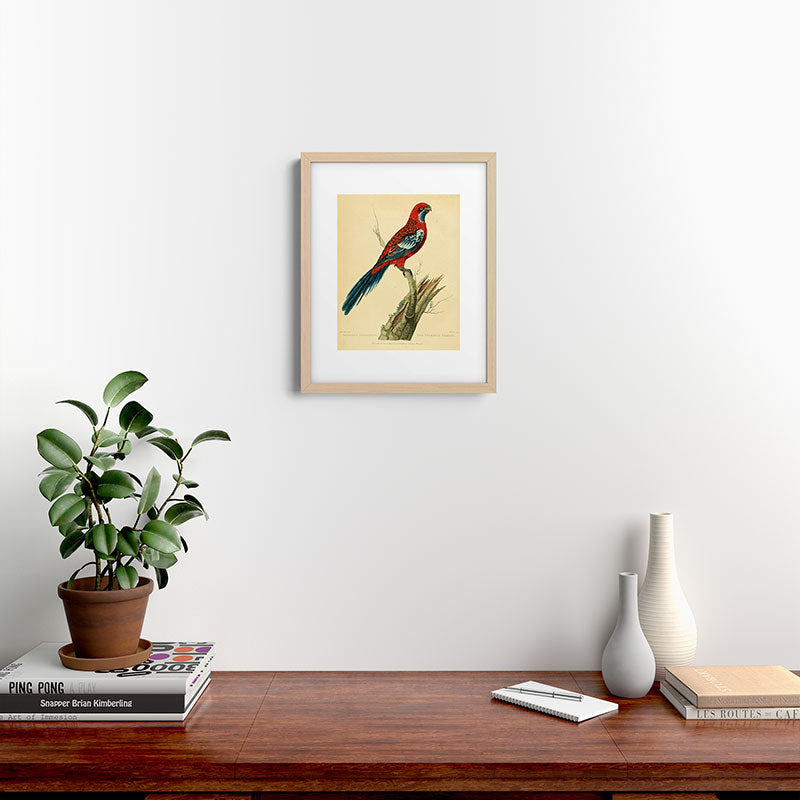 "The Splendid Parrot" by Sarah Stone, 1790s Framed Art Print