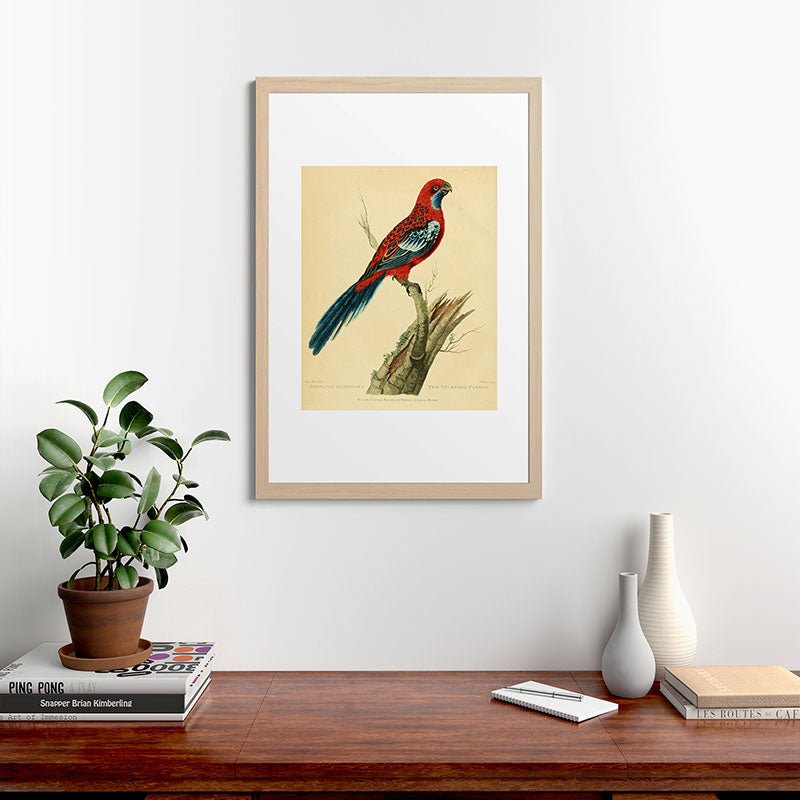 "The Splendid Parrot" by Sarah Stone, 1790s Framed Art Print